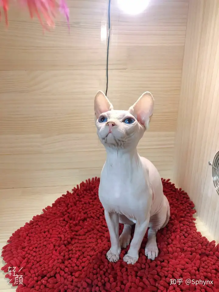 世界上最贵的猫，斯芬克斯无毛猫，新手铲屎官若何饲养（斯芬克斯猫如今几钱）