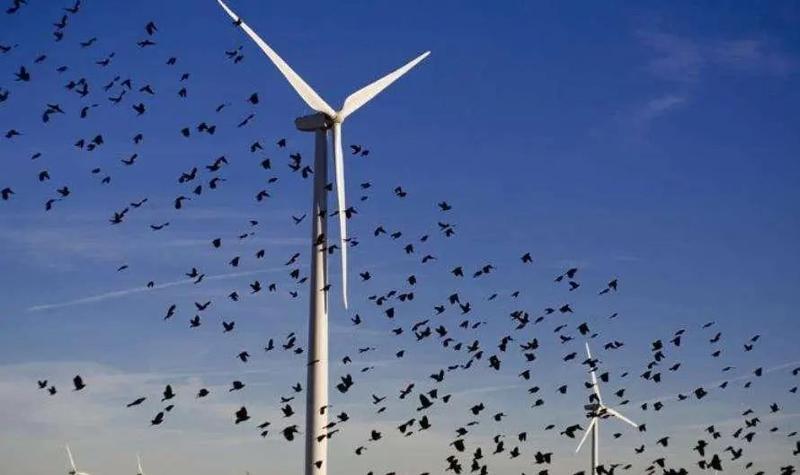 为什么国家叫停风力发电？主要有这几点原因