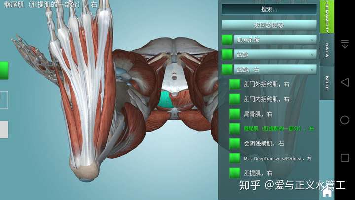 人有哪些無法鍛鍊或說難以鍛鍊的肌肉?