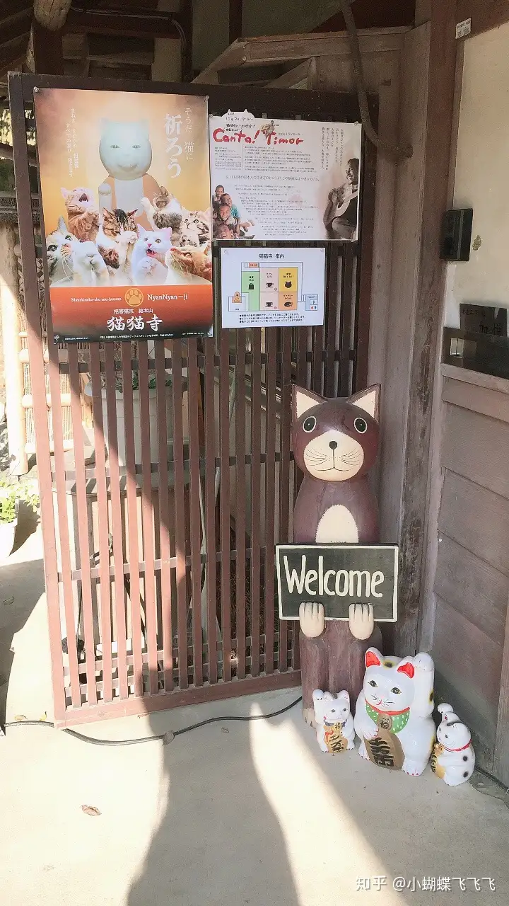 日本京都的猫猫寺 住持大人真的就是一只喵星人 知乎