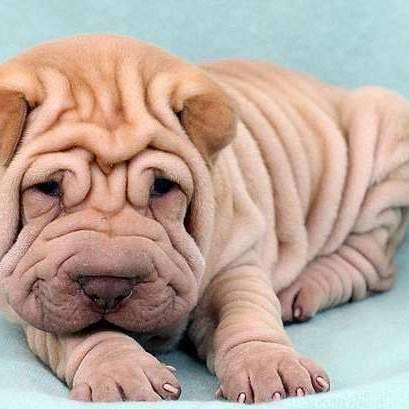 沙皮犬(英文名:sharpei),产于中国广东南海大沥镇一带,是世界名种斗狗