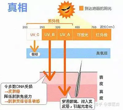 适量的紫外线照射可增强交感神经能力 增强人体免疫力 促进体内