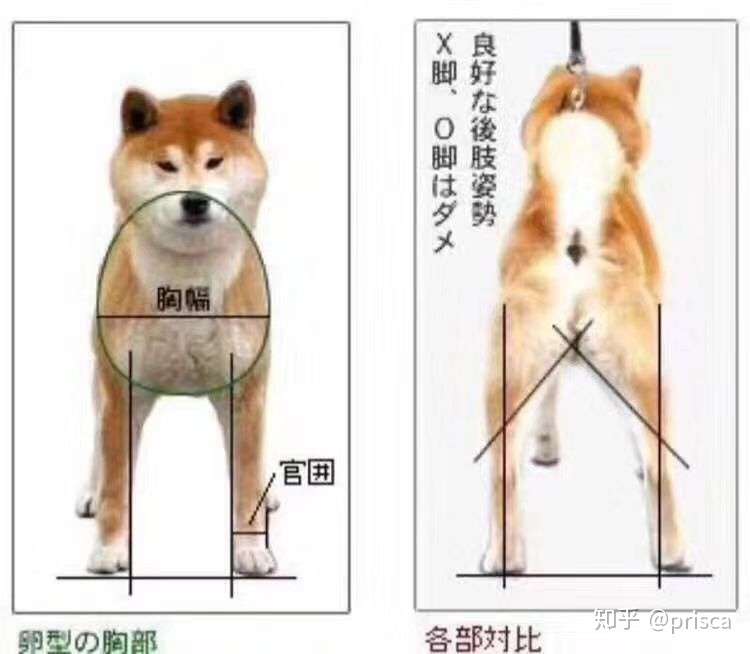 优质柴犬的标准 新手必备 知乎