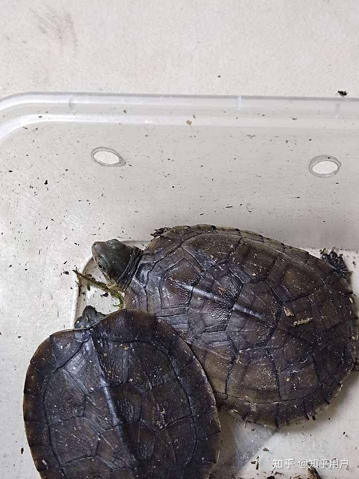 人生不易 但行好事 小青 野生种群个体是国家二级保护动物   手动狗头