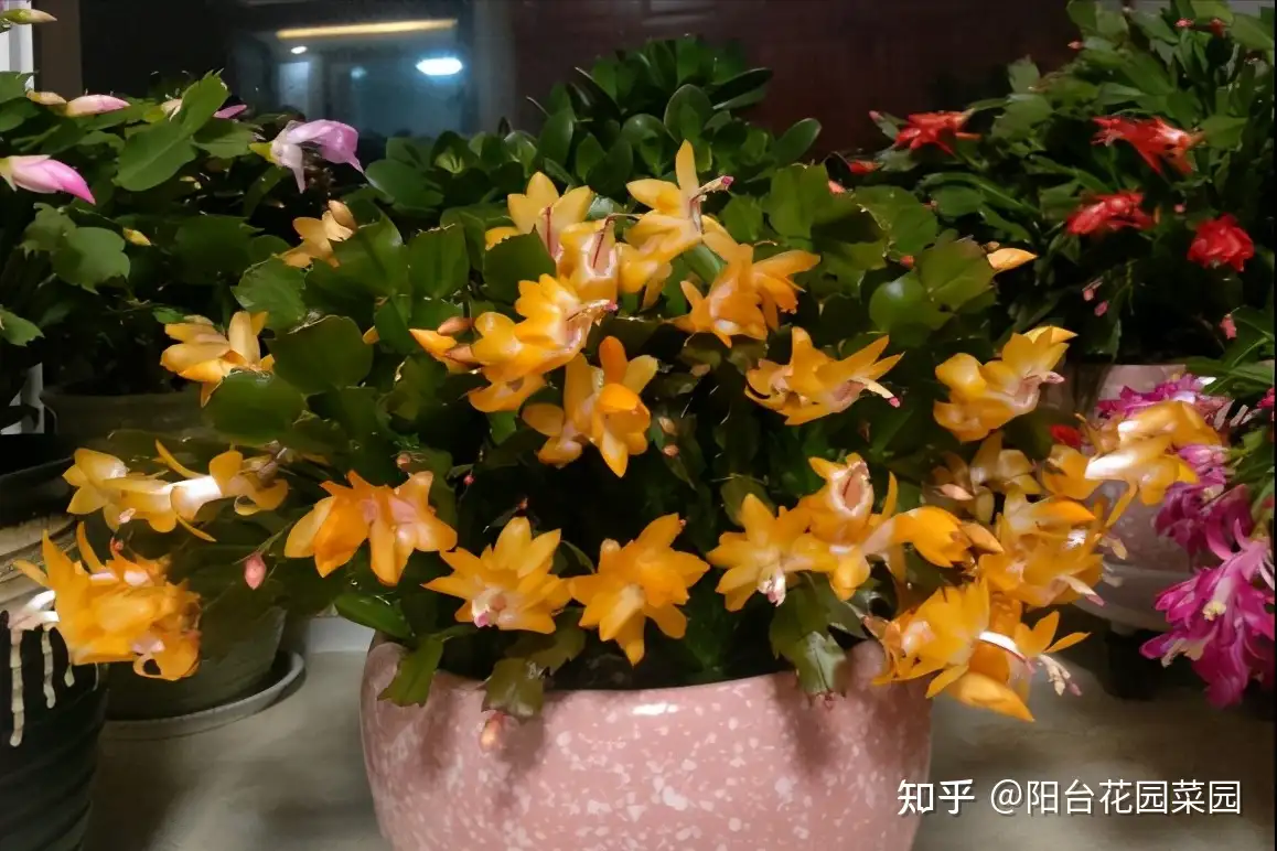 6种漂亮花 正月里 快剪枝 春天才爆盆 知乎