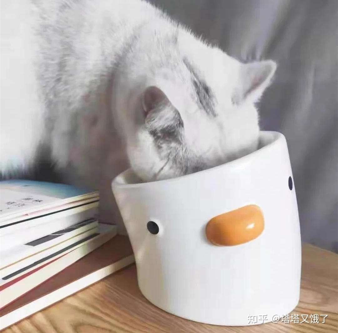 30件养猫好物推荐!新手养猫必看,不踩雷- 知乎