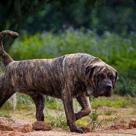 西班牙加纳利獒犬