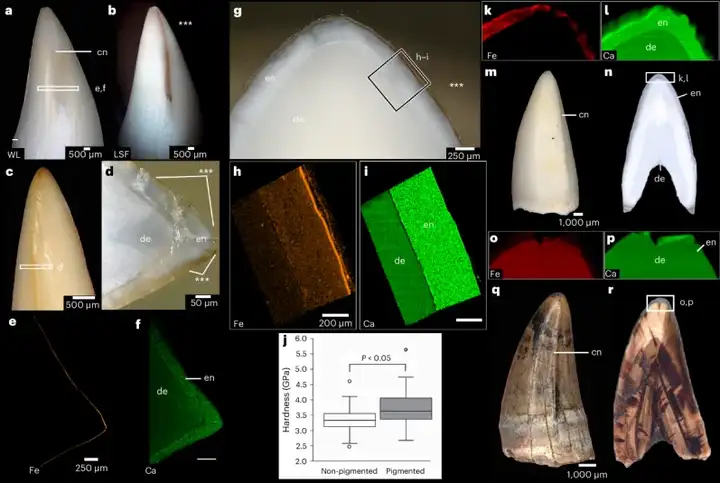 Analysis of crocodile teeth