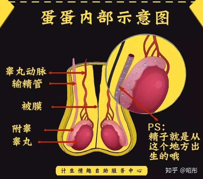 男人之本 蛋蛋的秘密 知乎