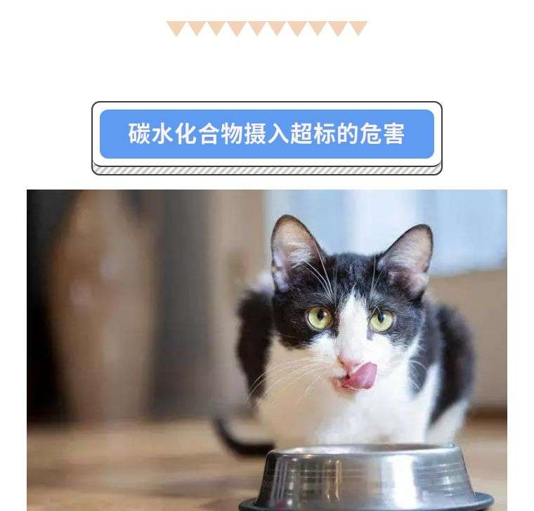 铲屎官 你是否有很多问号 猫咪需要摄入碳水化合物吗 知乎