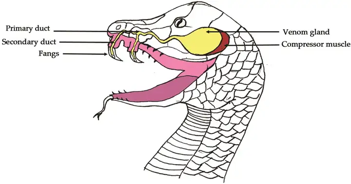 Venom glands of venomous snakes