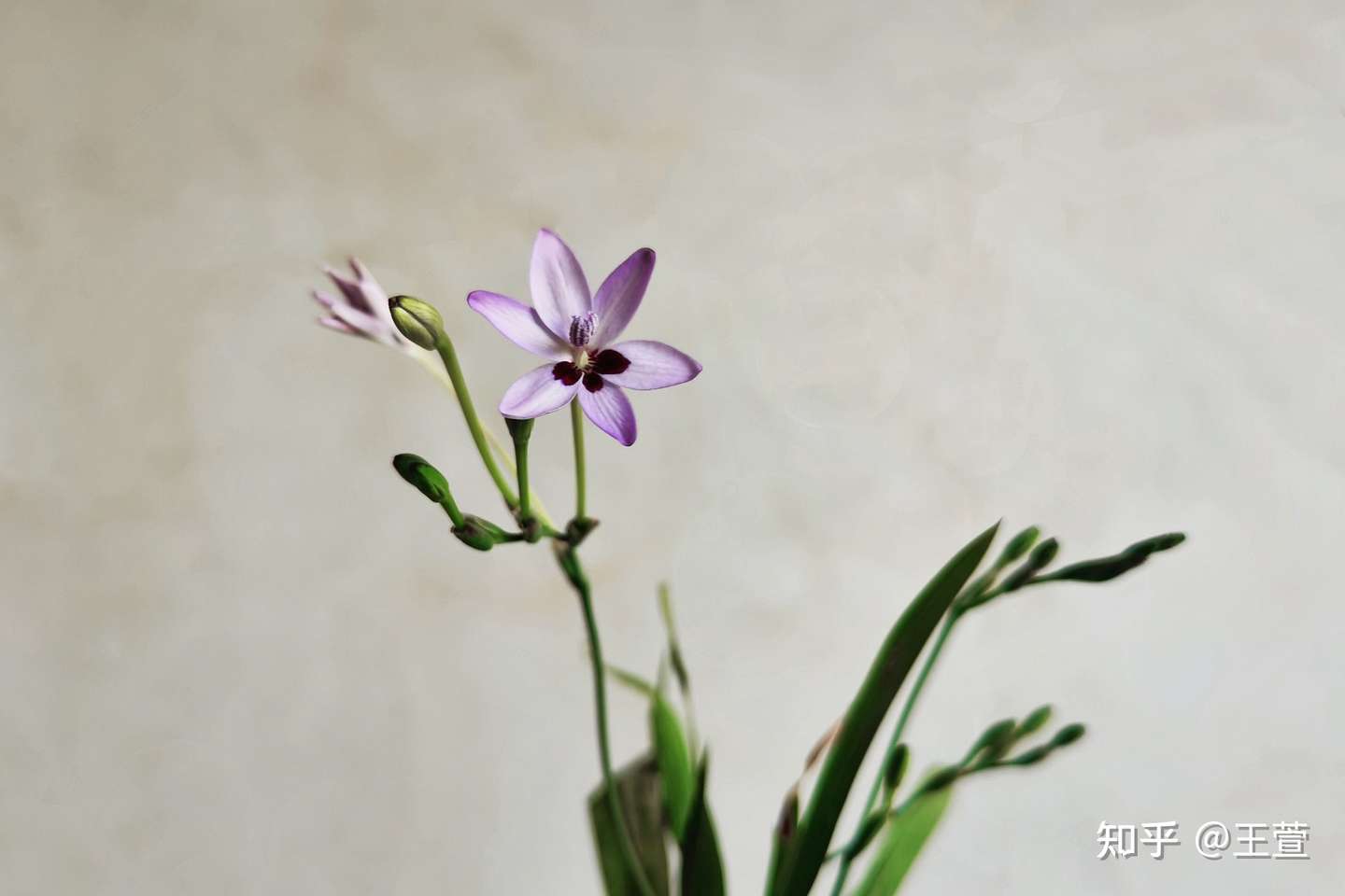 这小花名字挺高级 你听说过吗 知乎