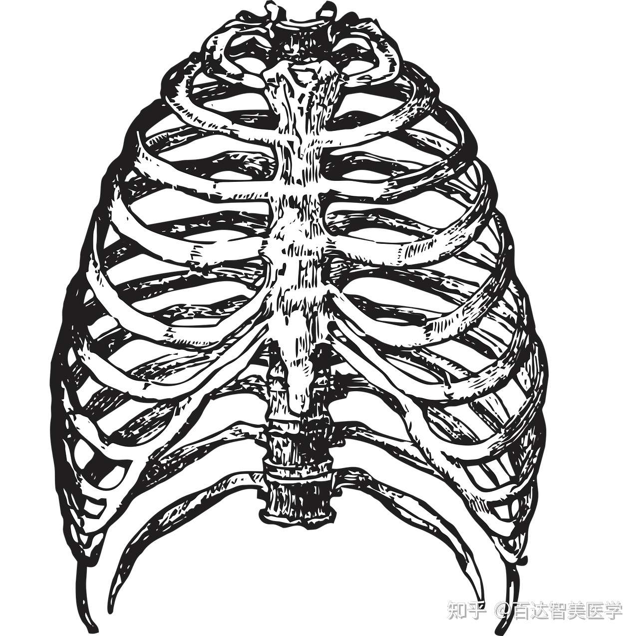 胸部肋骨骨折固定术用什么医用耗材 肋骨骨折外固定方法 百达智美医学胸骨 肋骨固定夹板简介 知乎