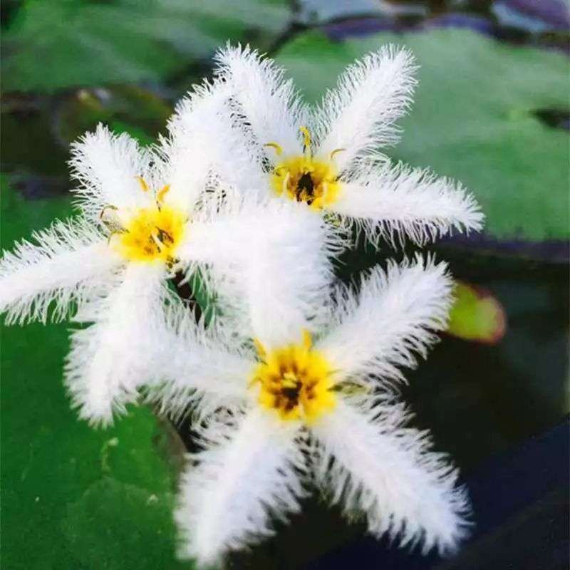 庭院植物你了解多少 水生植物篇 知乎