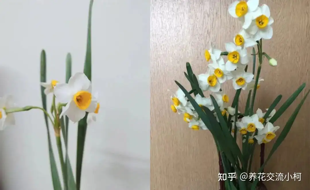 中国水仙水培开花后转土培 很难复花 但值得尝试 知乎