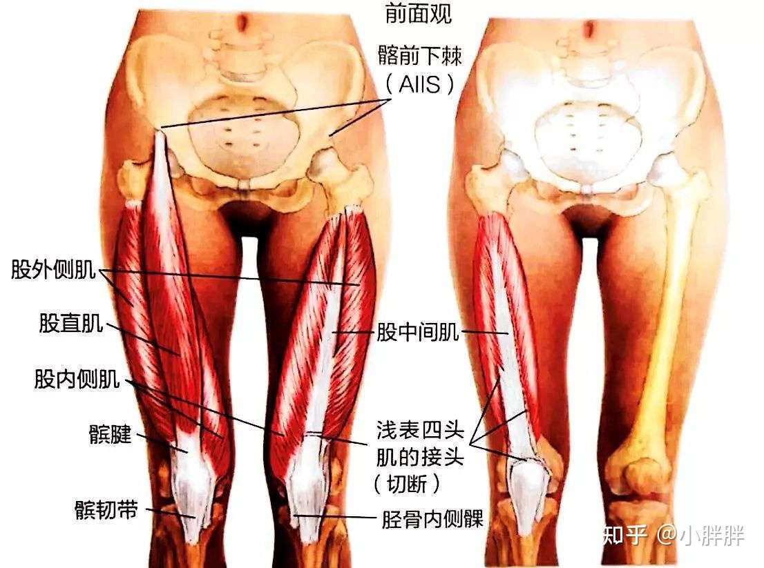 根据膝盖疼痛的位置 判断什么软组织有损伤 知乎