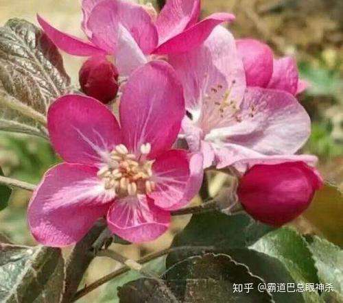 桃苹花是怎么诞生的 它可以用在哪些场合 知乎