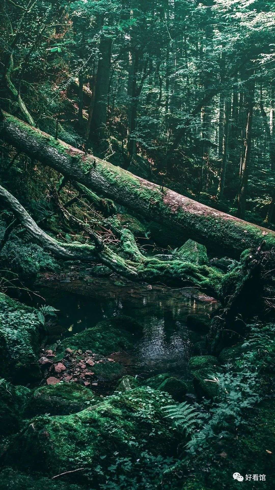 大自然绿色森林护眼风景壁纸 风景图片大全大自然壁纸 知乎