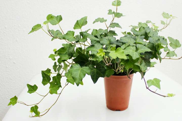 吸收甲醛的室内植物(这5种绿植清新脱俗)插图(2) 吸收甲醛的室内植物(这5种绿植清新脱俗)插图(2)