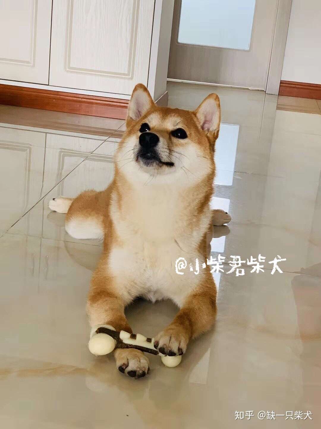 最全柴犬饲养指南 知乎