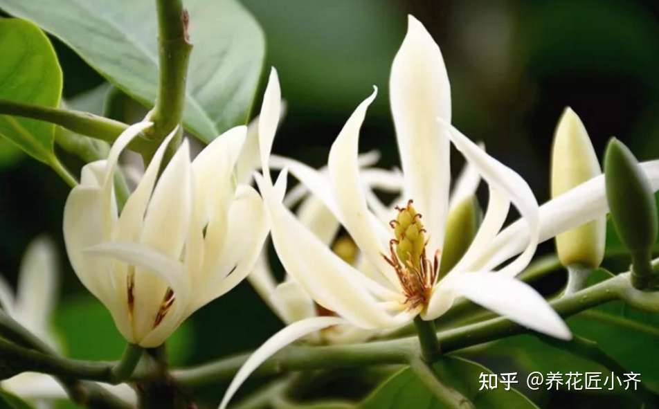 立秋适合种什么花 四种堪比 香水 的植物 开花比香水好闻 知乎