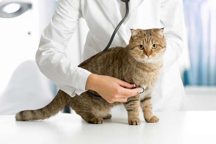 猫咪口臭的原因以及解决方法