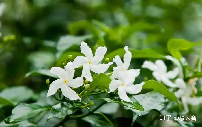 一日一花一诗 素馨花 知乎