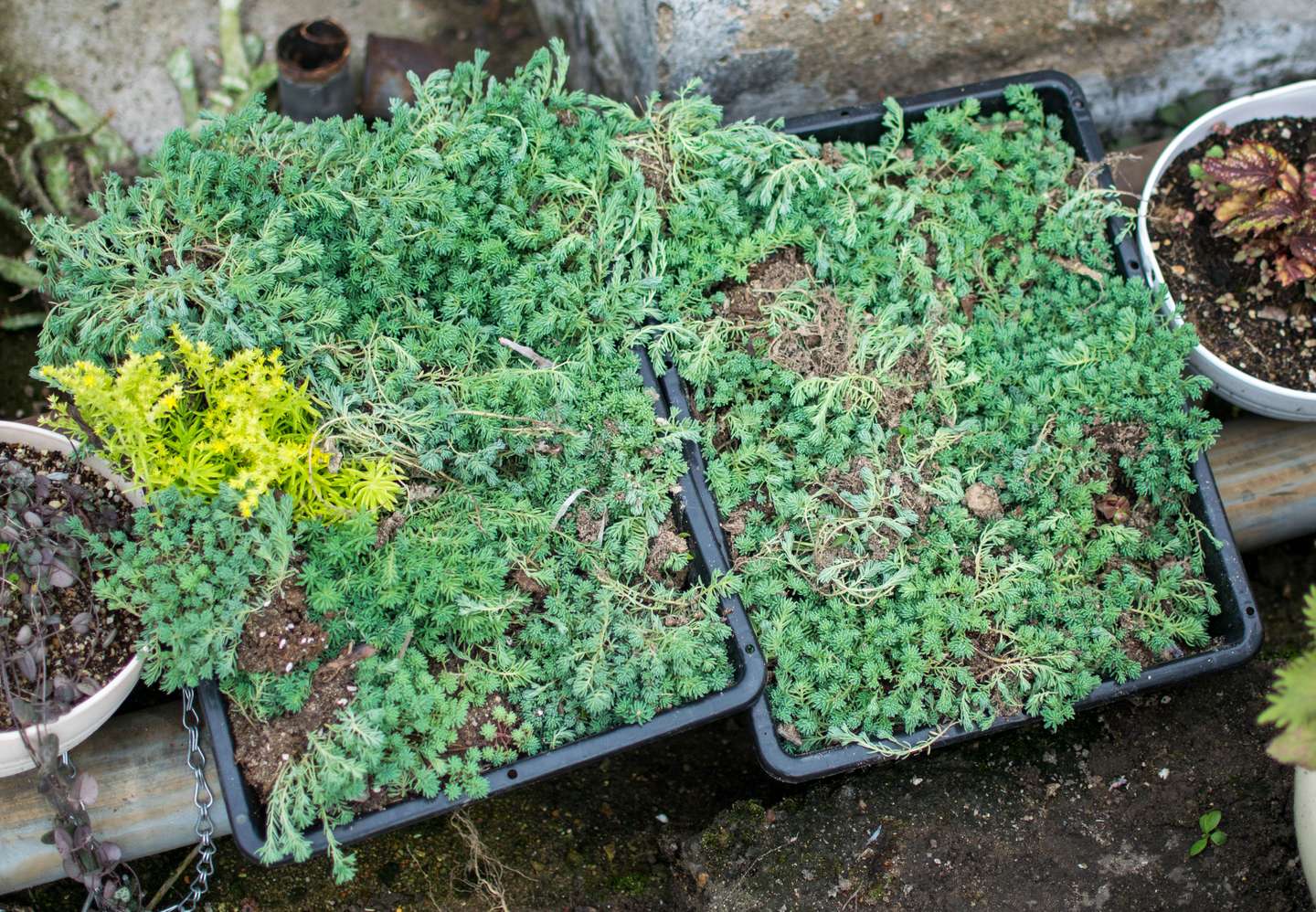 简单 不简单 薄雪万年草 Sedum Hispanicum 知乎