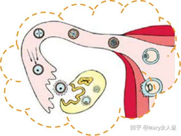 疫情期间哪些妇科急症 要立刻去医院就诊 知乎