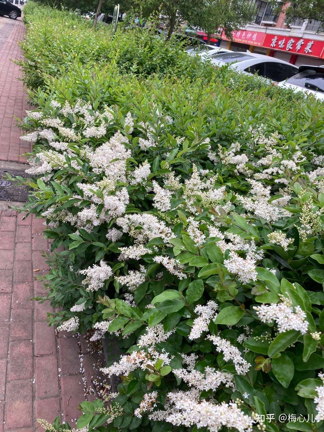 苔花如米小也学牡丹开 知乎