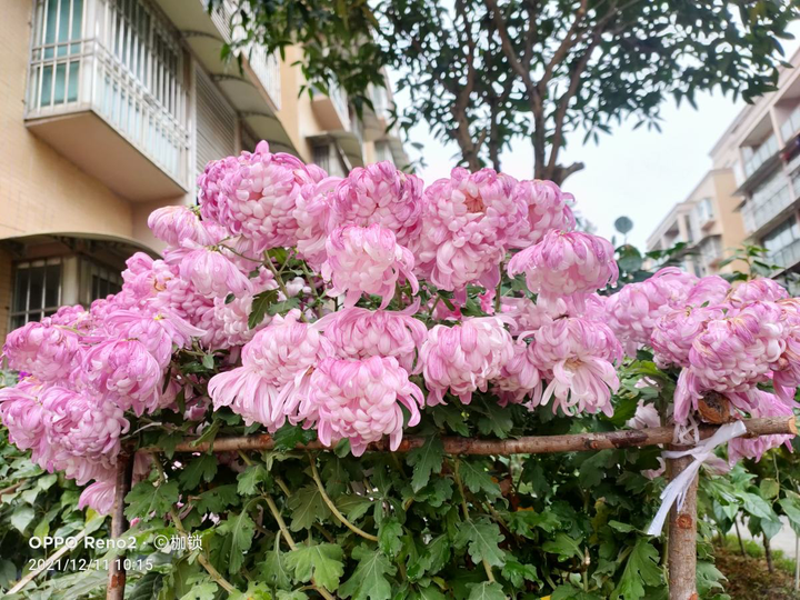 四大君子花是哪四种花？岁寒三友和花中四君子