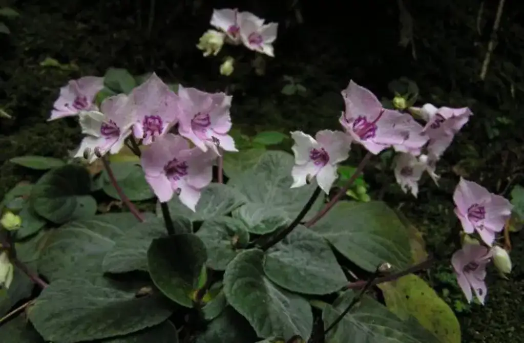 国家 级濒危物种 广西特有的美丽植物 瑶山苣苔 知乎