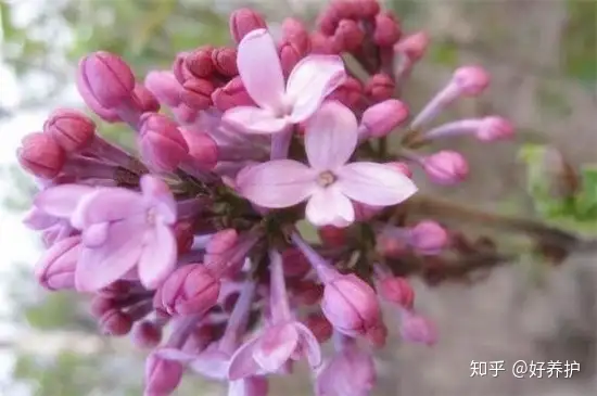 干货满满（丁香花图片）银杏树图片大全高清 春夏秋冬 第8张