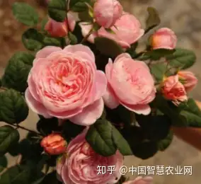 使盆花接受散射光照,給月季創造適宜的生長開花的環境條件