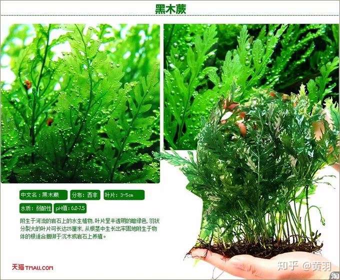 水草造景中水草分类及选择 知乎