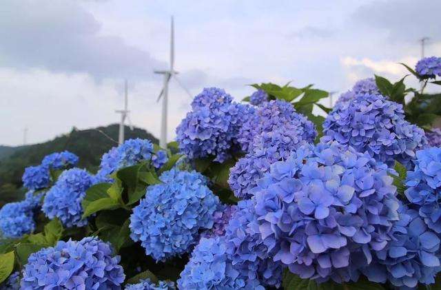 初夏限定 错过4月的樱花 雨季的紫阳花来了 知乎