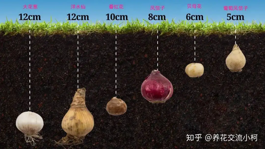 带你走进球根植物大世界 品种丰富 栽种有技巧 养护指南教给你 知乎