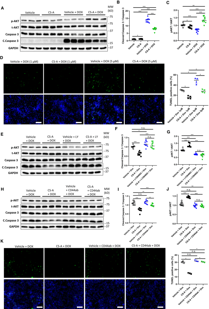 ChGn-2（硫酸軟骨素N-乙酰氨半乳糖胺基轉(zhuǎn)移酶2）在急性壓力超負(fù)荷引起的心力衰竭中起心臟保護(hù)作用