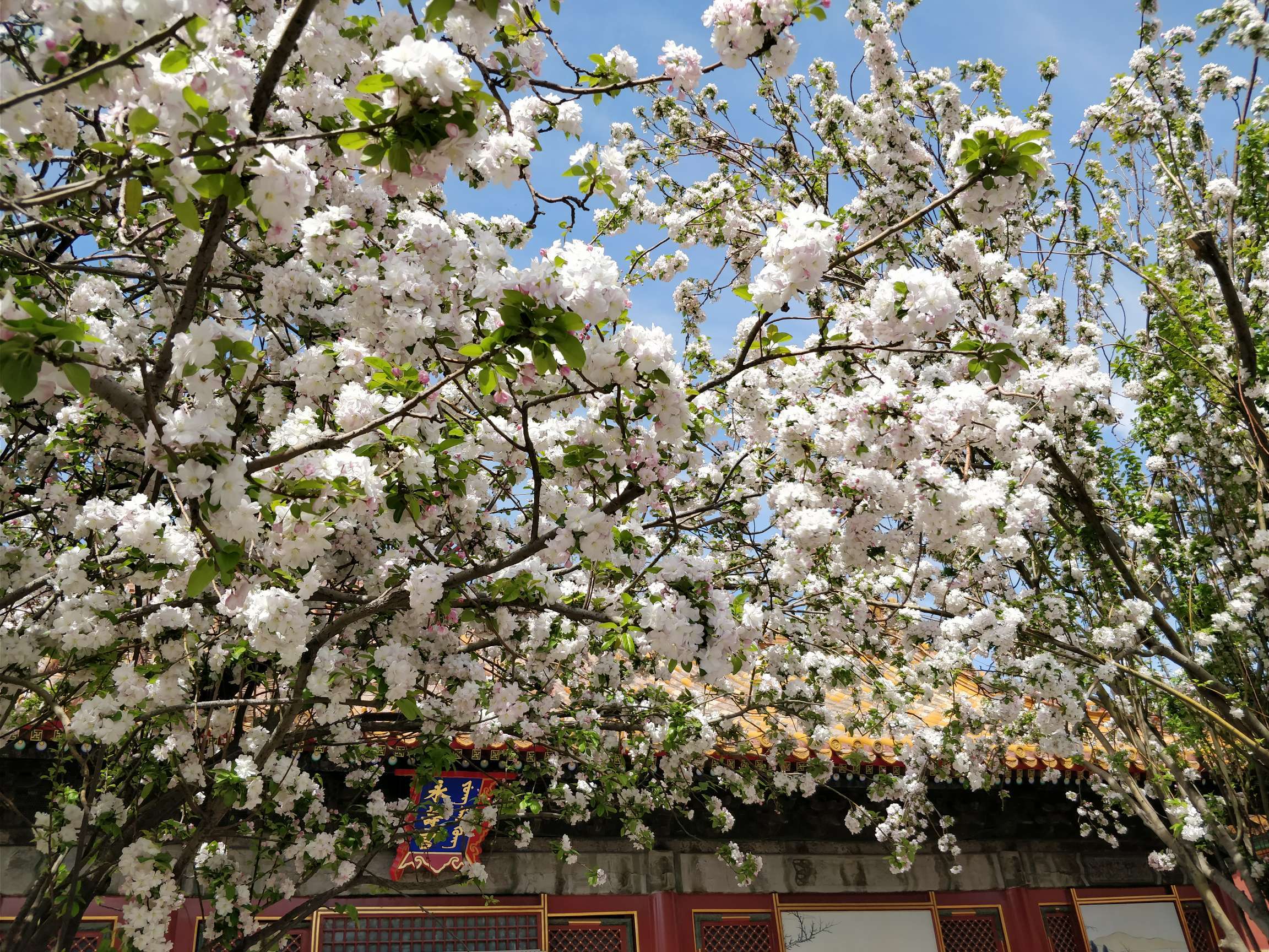 故宫永寿宫的西府海棠,真是了不得的花树这么多年了,终于看到了
