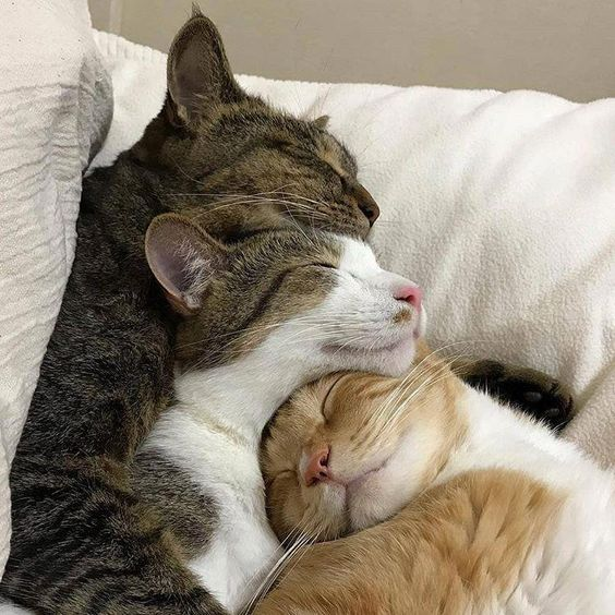 大家有可爱的猫猫抱在一起睡觉的视频或图片嘛?