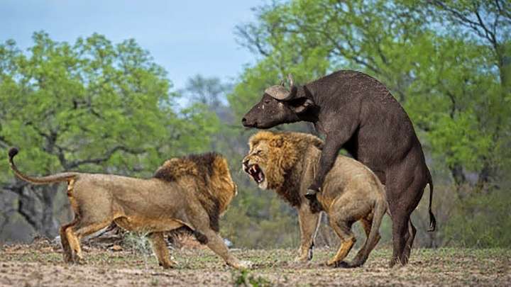 狮子的天敌是什么动物?十种能杀死狮子的动物