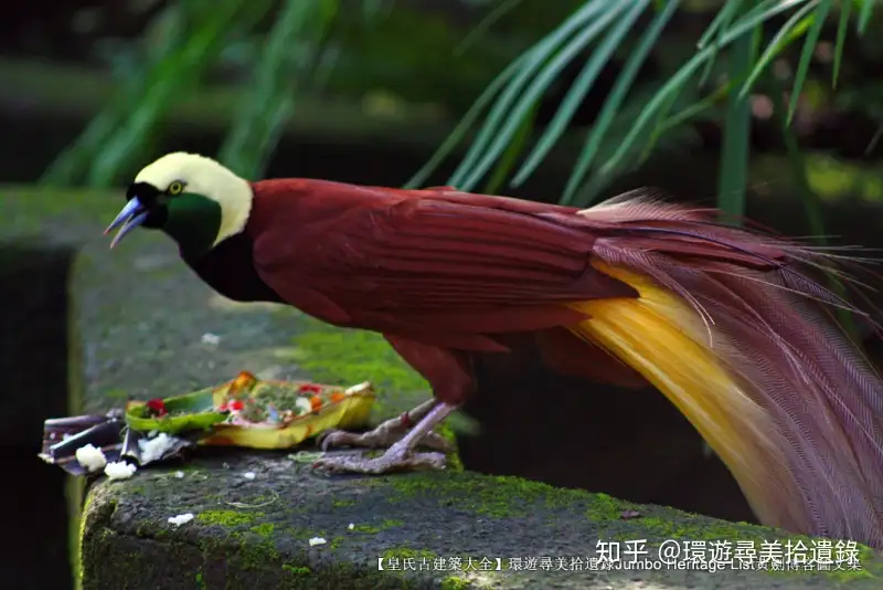 第11回 极乐鸟羽华美珍贵 天堂鸟惹杀身之祸 知乎