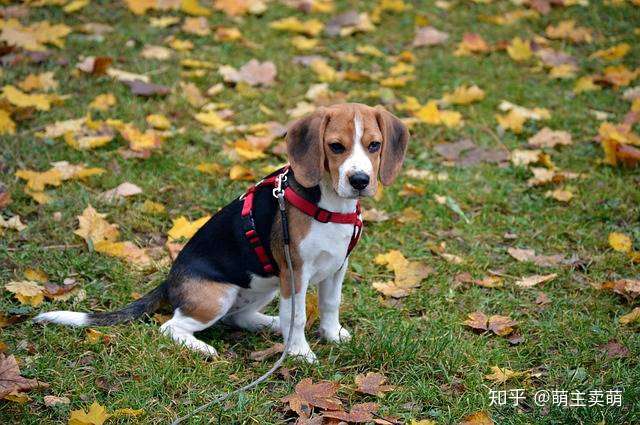 比格犬有几种颜色如何挑选纯种比格犬为什么黑色是最好的 知乎