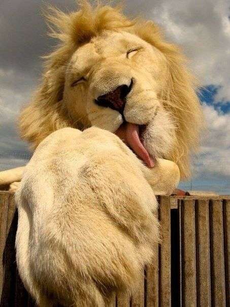 动物有表情,他们会笑吗?