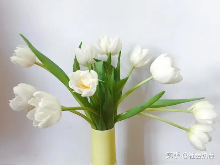 花加——郁金香的传说及各色花语
