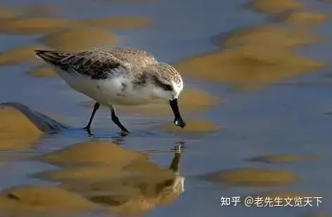 自带饭勺的小鸟全网刷屏，更猎奇的那些你晓得几？（自带饭勺的鸟图片高清）