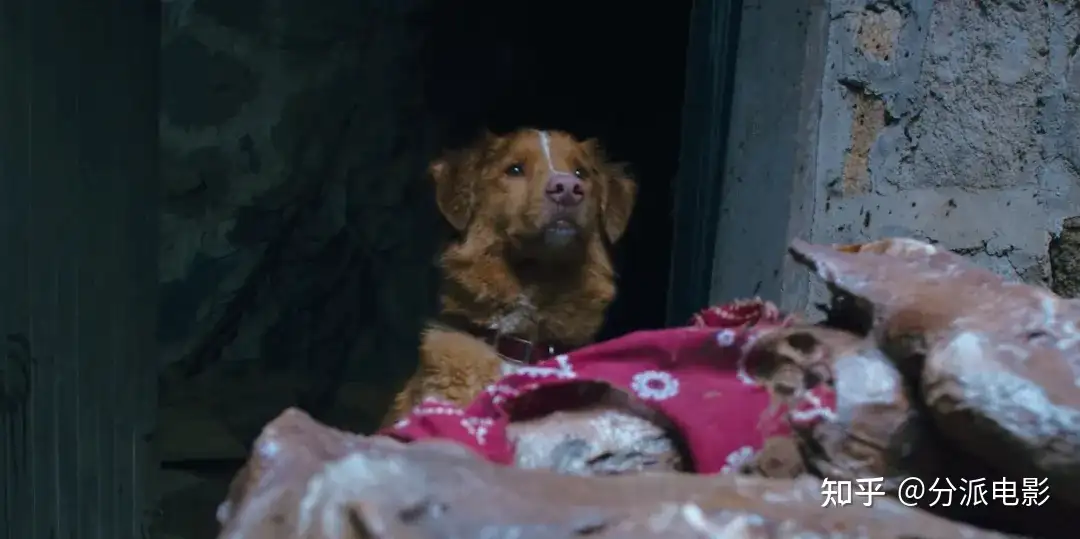 《冷猫狗》今年最颠覆！限制级禁忌挑战