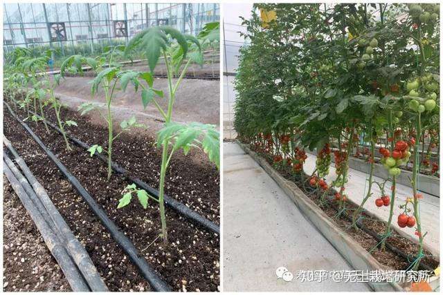 18-22 本期亮点 无土栽培沙培席卷