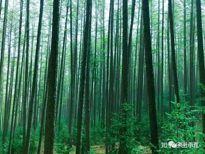 忻州为什么是历史龙套王--及芦芽山旅游攻略