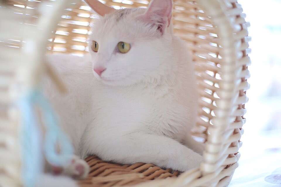 吸猫大会：中华田园猫皮皮- 知乎